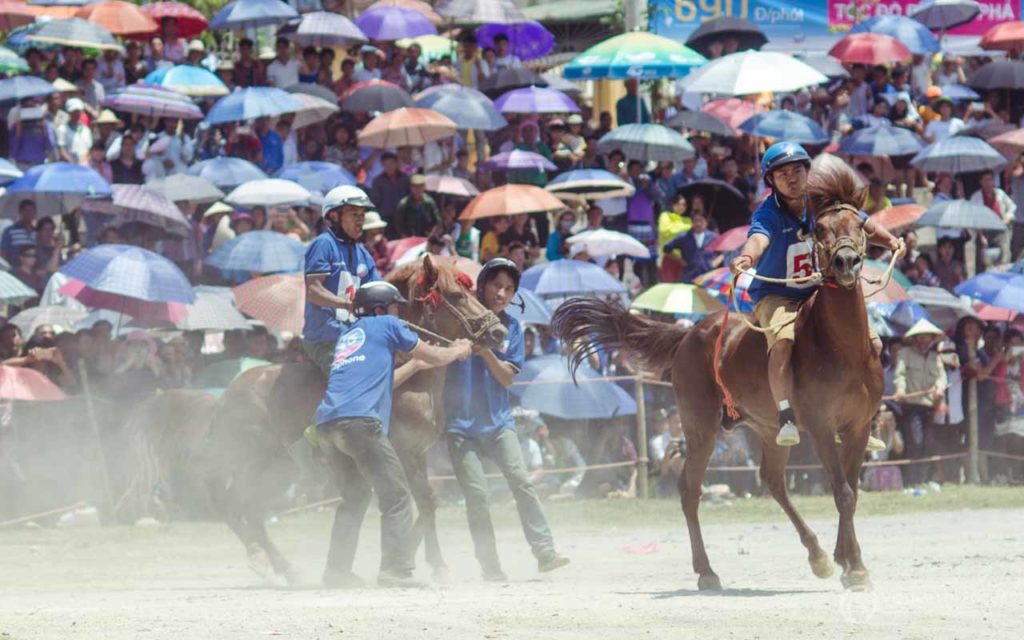 Calming the Horses before the race