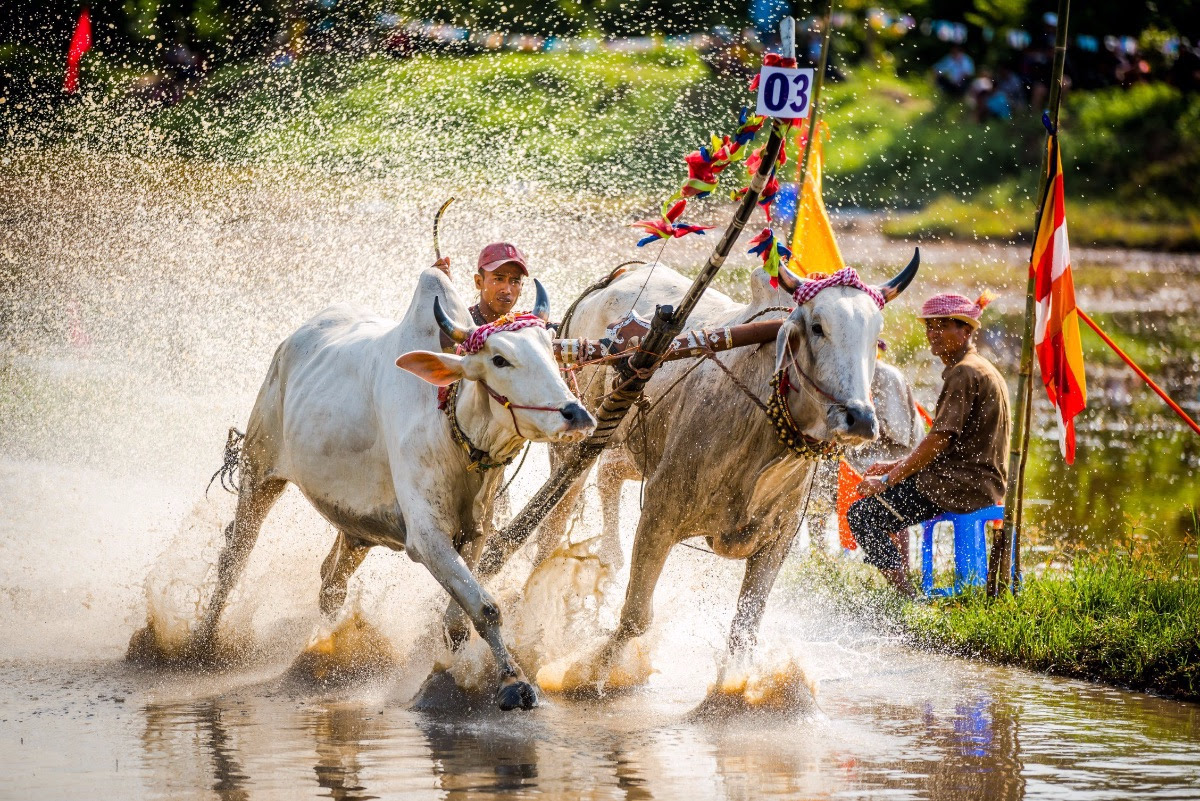 buffalo racing festival in the Mekong Delta