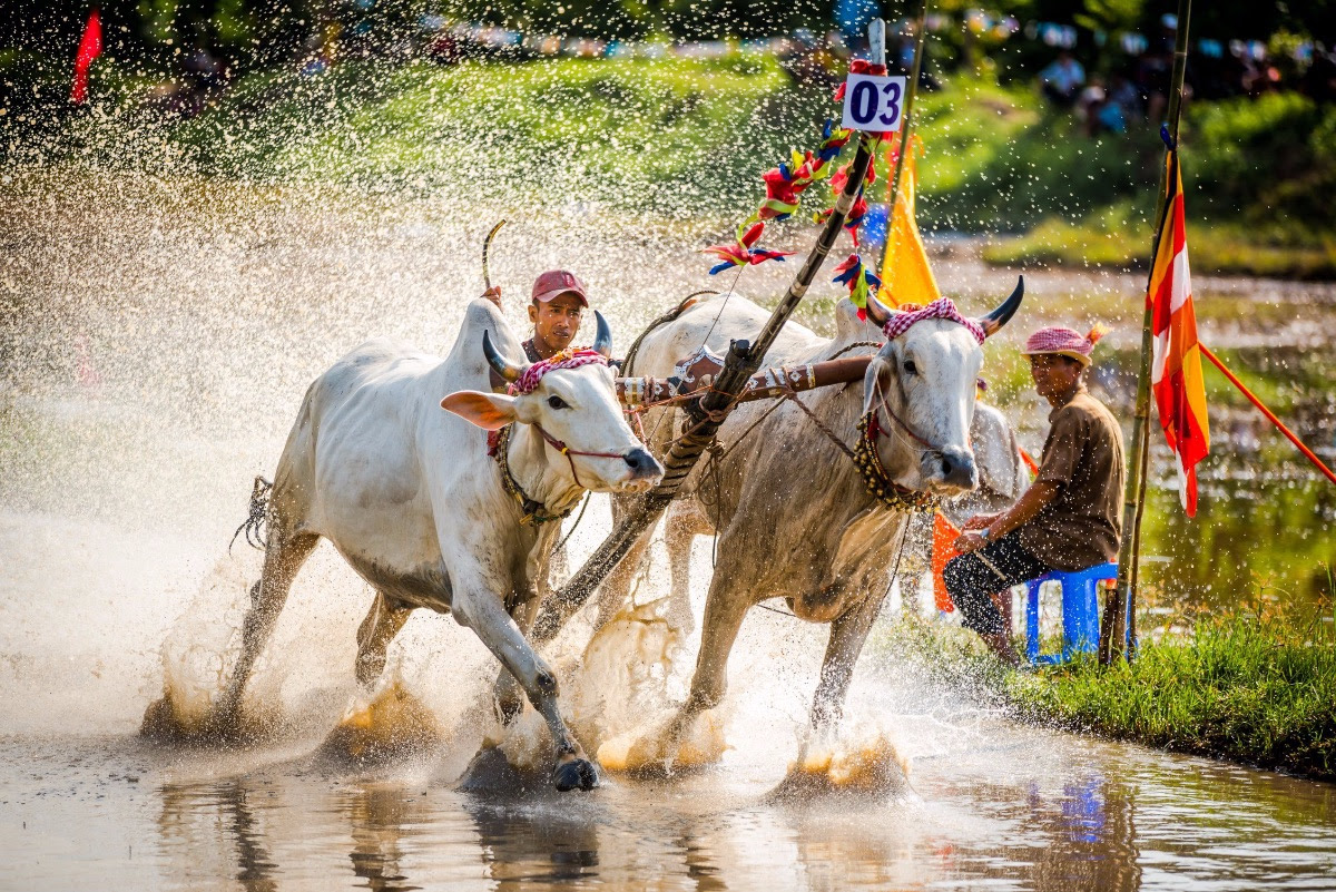 Photographers Rejoice! Photographers,vietnam,tours,2022 buffalo racing festival in the Mekong Delta