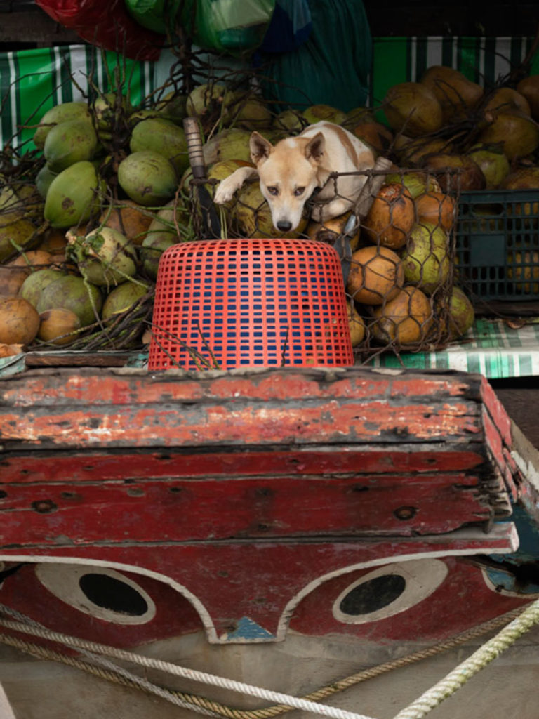 Saigon - Dog Watch - Photo by Paul Green