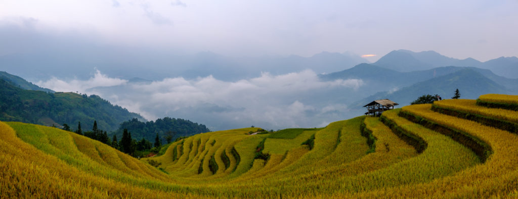 Golden Harvest in Northern Vietnam