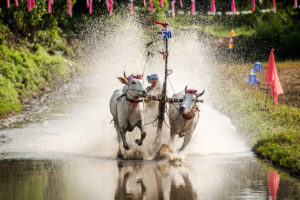 Vietnam Bull Racing in An Giang Province, Vietnam