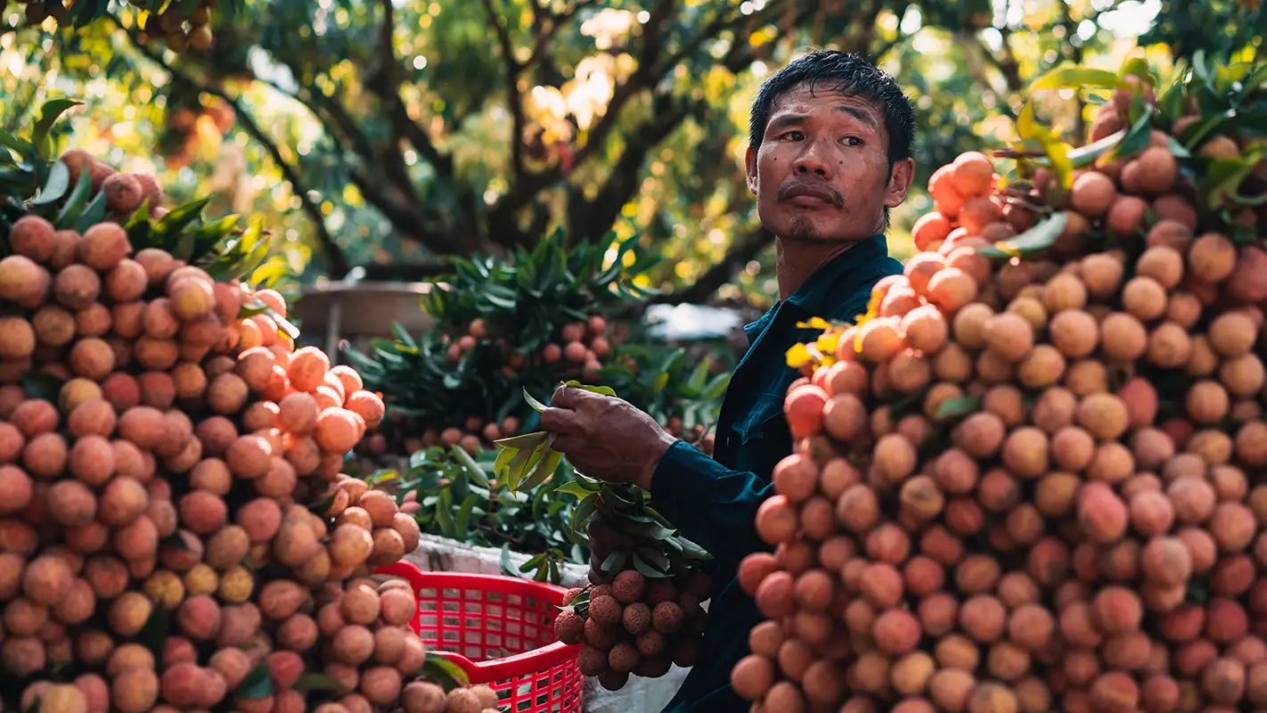 Lychee Harvesting Northern Vietnam