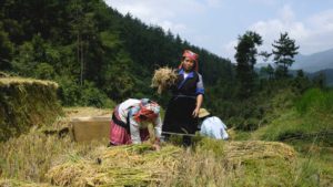 Vietnam's Number 1 Photo Tour Operator vietnam in focus,photography tours,photo tours,vietnam photo tours Going for Golden Harvest